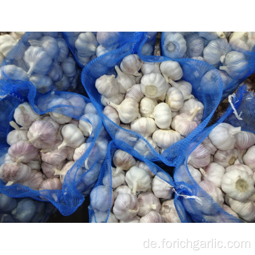 New Crop Regular weißer Knoblauch